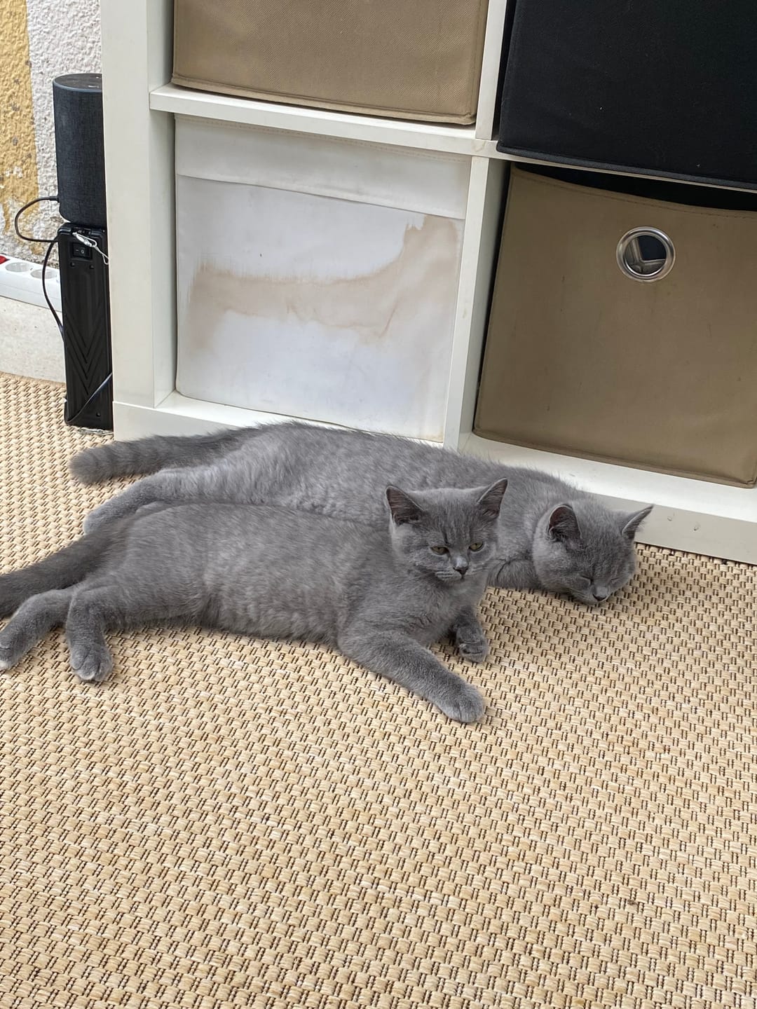 Customer photo review of Katzen Gesundheits Ratgeber von Majescats