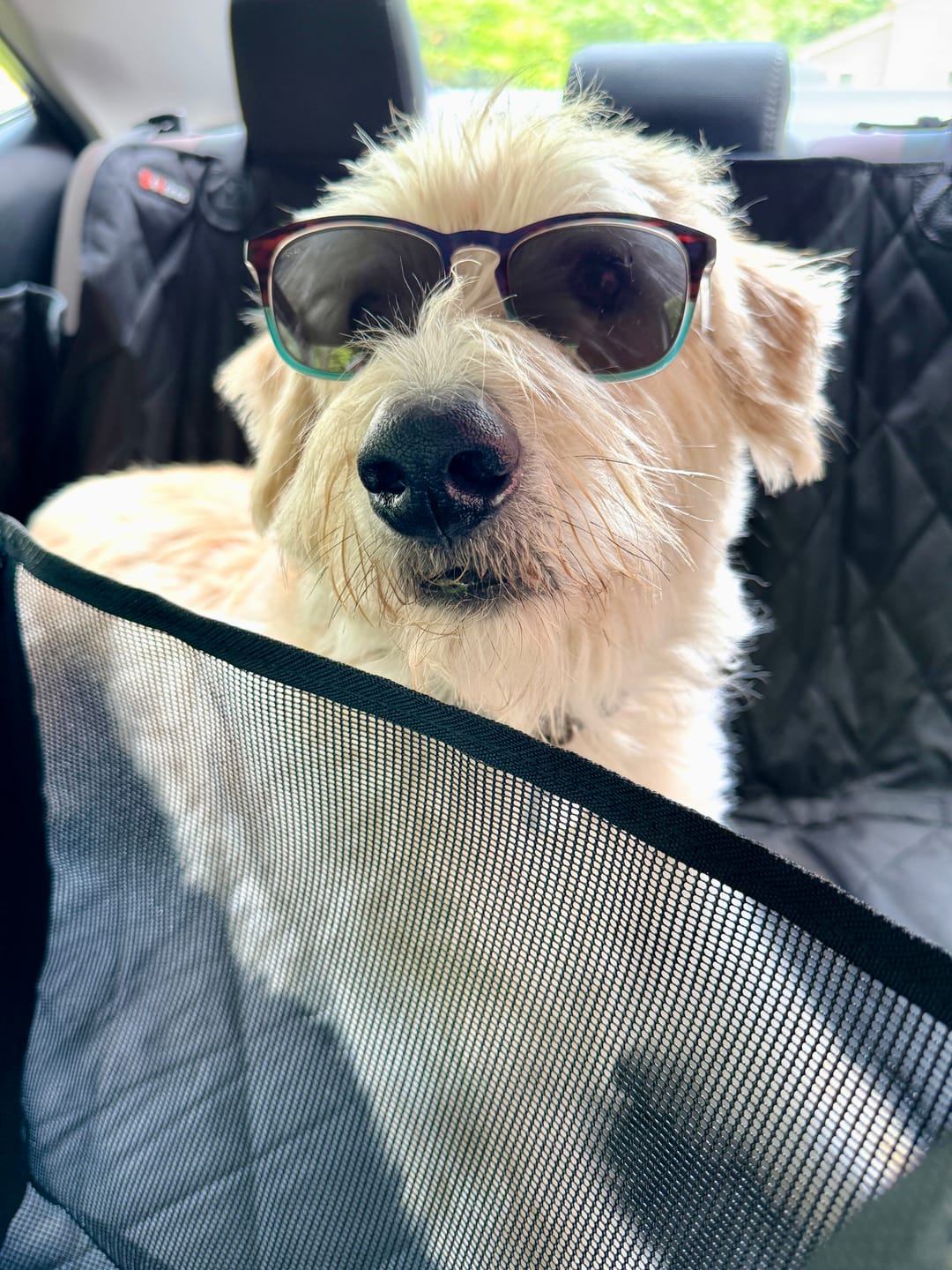 Customer photo review of 4Knines Hard Bottom Extender Car Seat Cover for Dogs - Regular