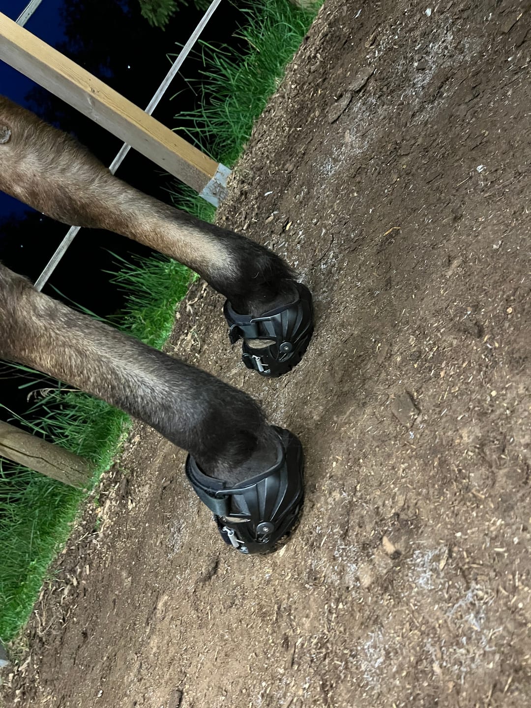 Customer photo review of Renegade® Viper Shield™ Hoof Boot - Black Knight