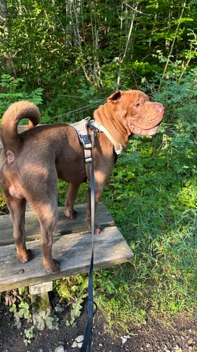 Customer photo review of Comfort Premium Harness | Non Restrictive - Red