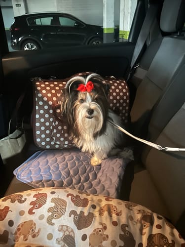 Customer photo review of Grain Free Cordero