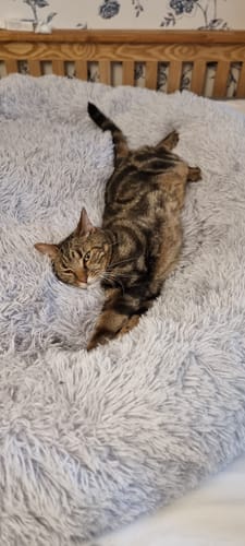 Customer photo review of CalmBed - Motverkar stress & hjälper mot ångest