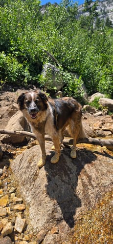 Customer photo review of WagWellies® Mojave