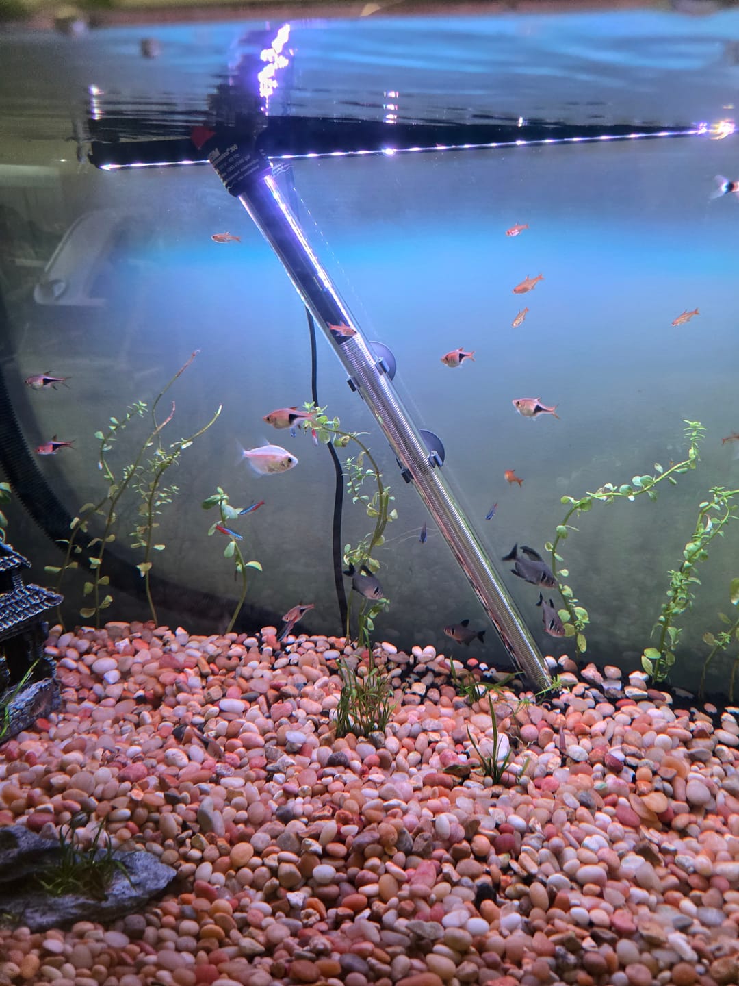 Customer photo review of Bacopa Monnieri 'Moneywort'