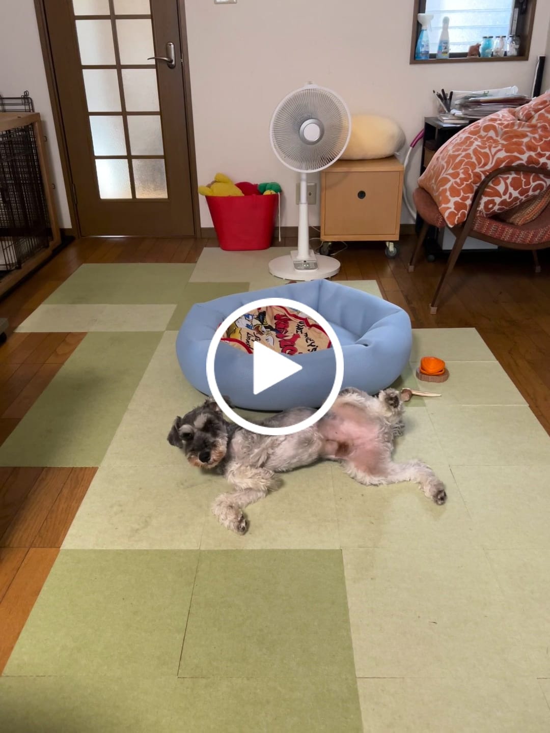 Customer video review of 替えカバー（日本製クッションベッド専用）