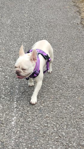 Customer photo review of 3cm Slip on Collar | Foam Padded - Purple