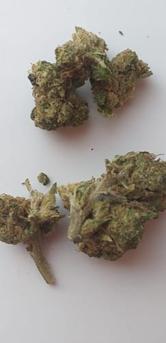 Customer photo review of APPLES AND BANANAS 1 G FLOWER  THC