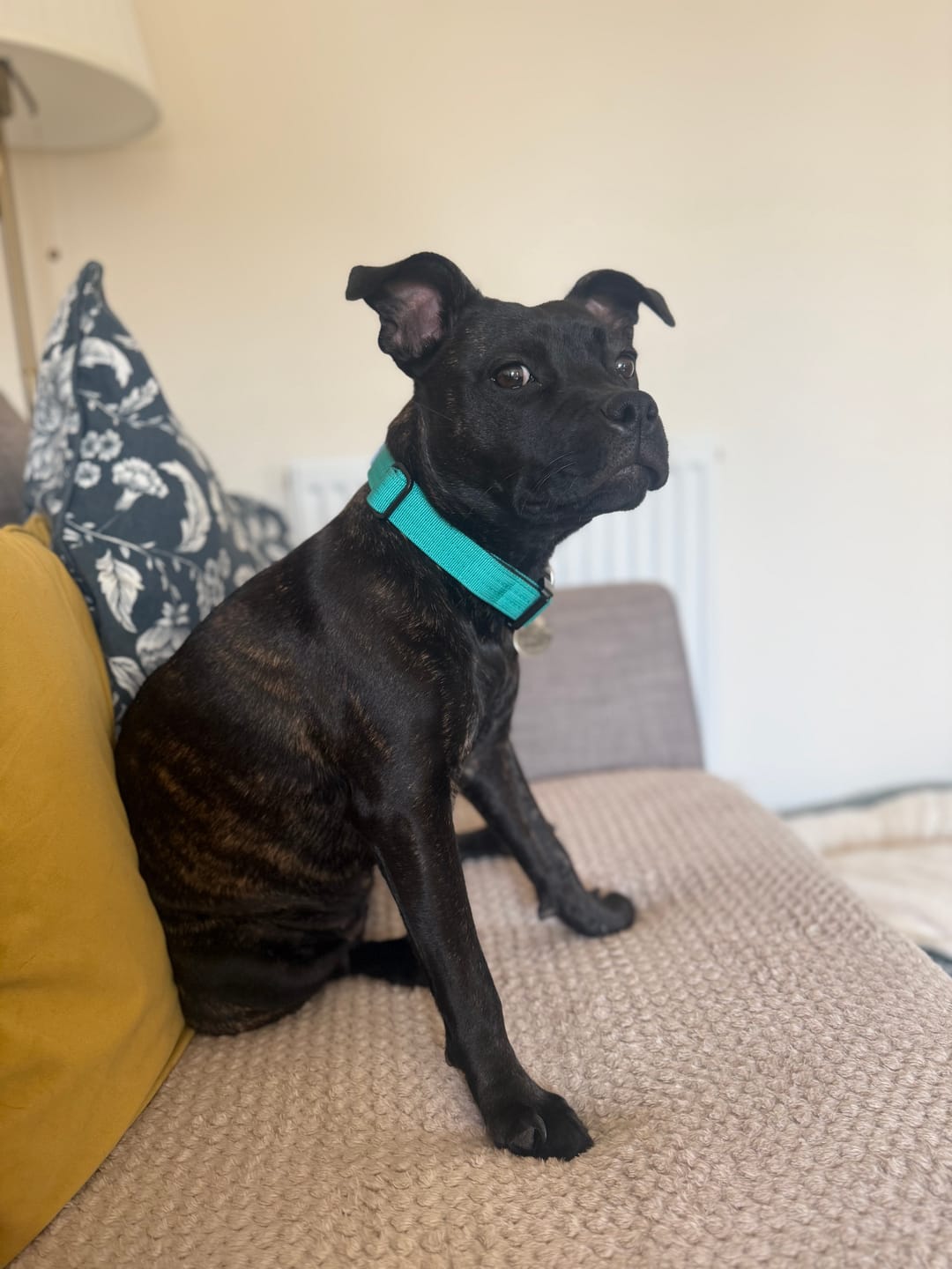 Customer photo review of 2.5cm Combat® Collar | With Handle & Rated Clip - Turquoise