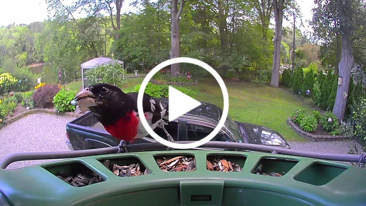 Customer video review of Birdfy Feeder 2 - Smart Bird Feeder