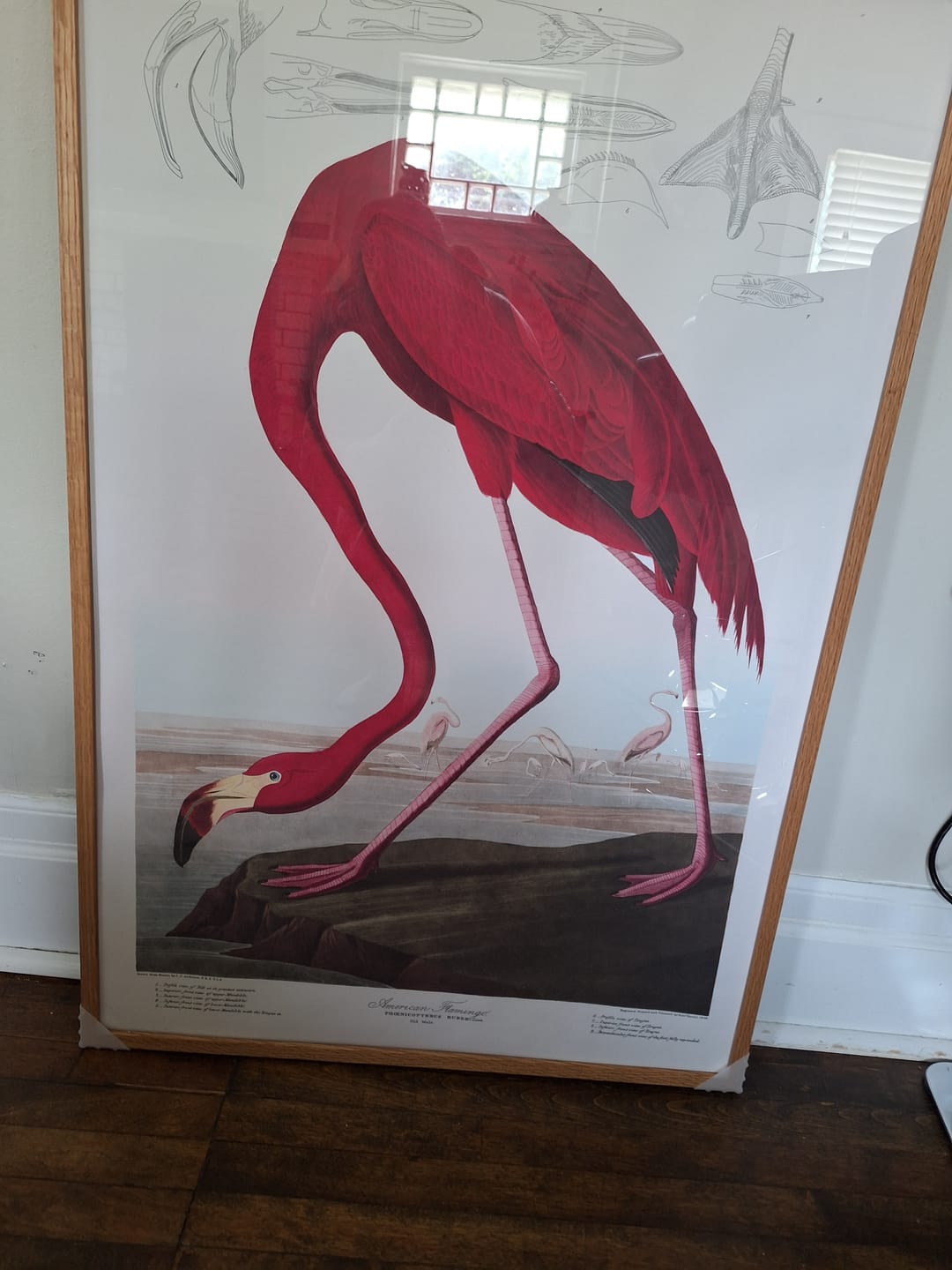 Customer photo review of American Flamingo by John James Audubon, 1827