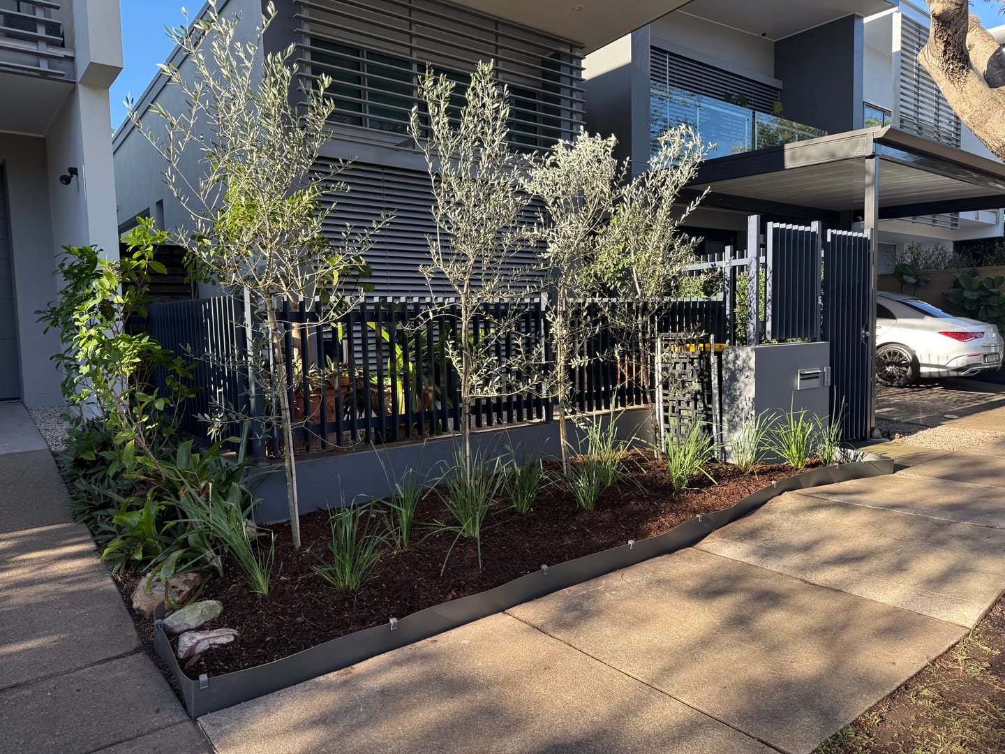 Customer photo review of Helena Olive Tree - Olea europaea 'Helena'
