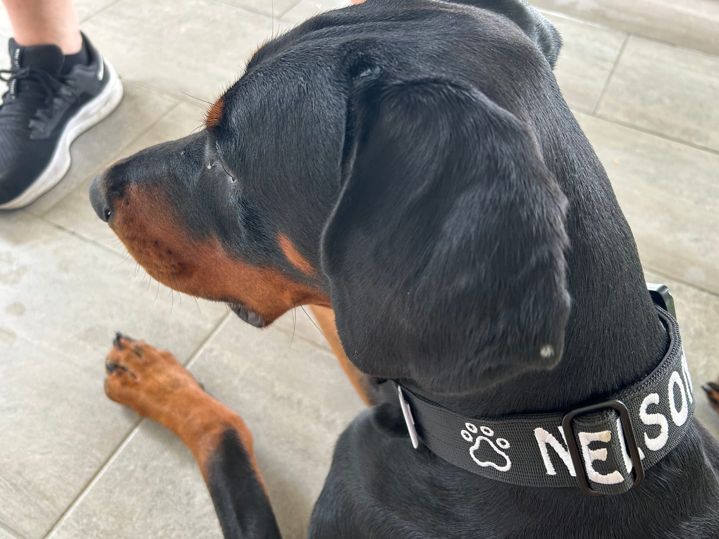 Customer photo review of 4cm Combat® Collar | Handle & Rated Clip - Black