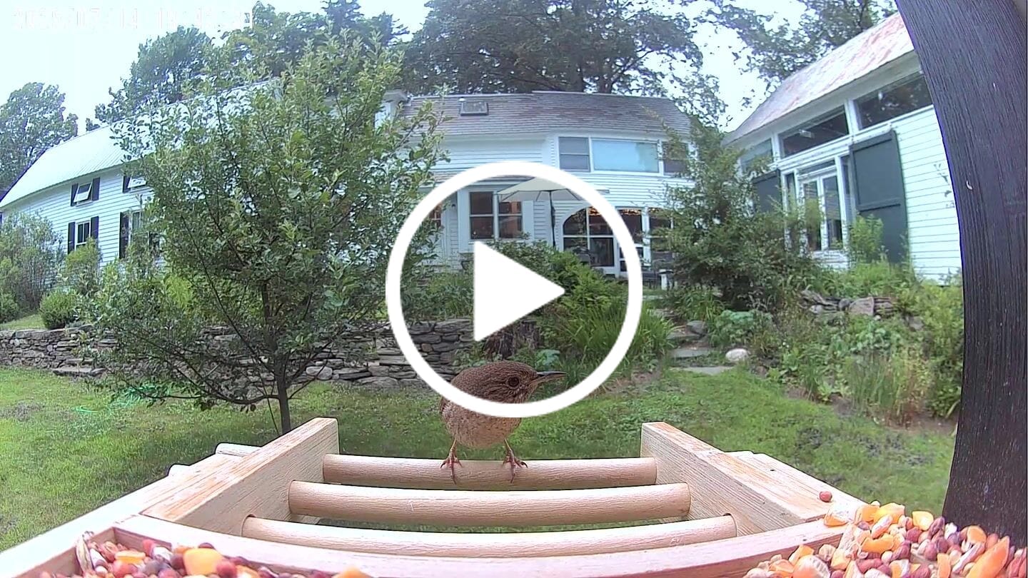 Customer video review of Birdfy Feeder Bamboo Mini - Bird Feeder With Camera