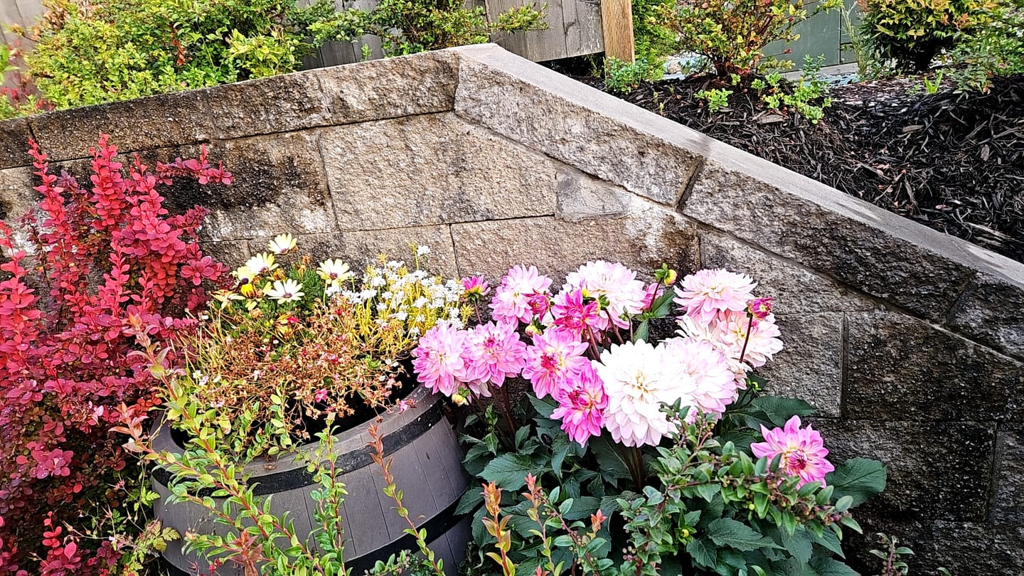 Customer photo review of Ancient Soil: Organic Living Soil for Thriving Plants