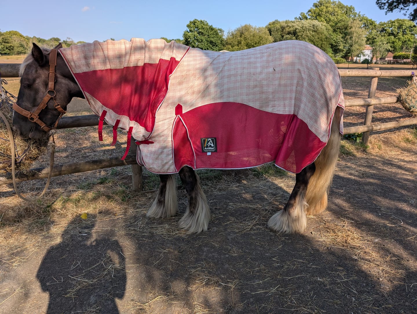 Customer photo review of Allrounder Fly Rug Combo | Big Horse