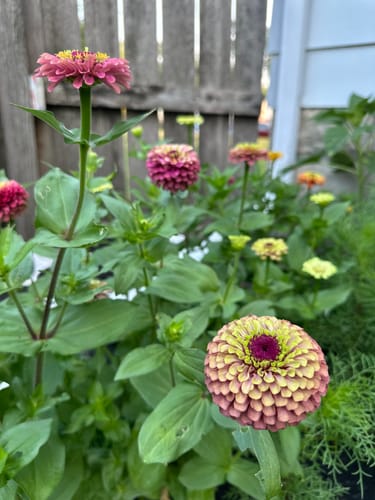 Customer photo review of Queeny Lime Red Zinnia Seeds