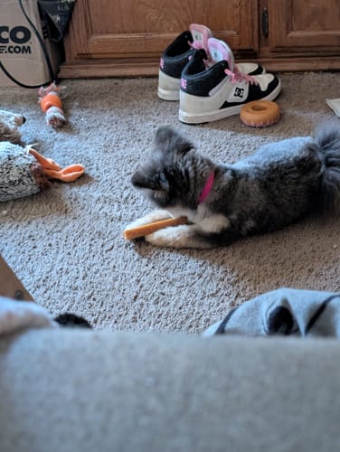 Customer photo review of 4-Stick Yak Chew Pack – Mint, Banana, Strawberry & Pumpkin