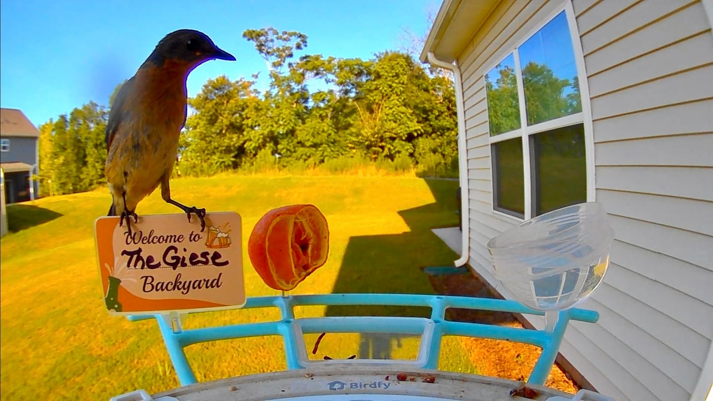 Customer photo review of Birdfy Perch Pro Extension - Bird Feeder Extension