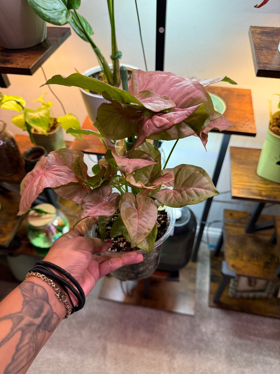 Customer photo review of Syngonium podophyllum 'Neon Robusta'