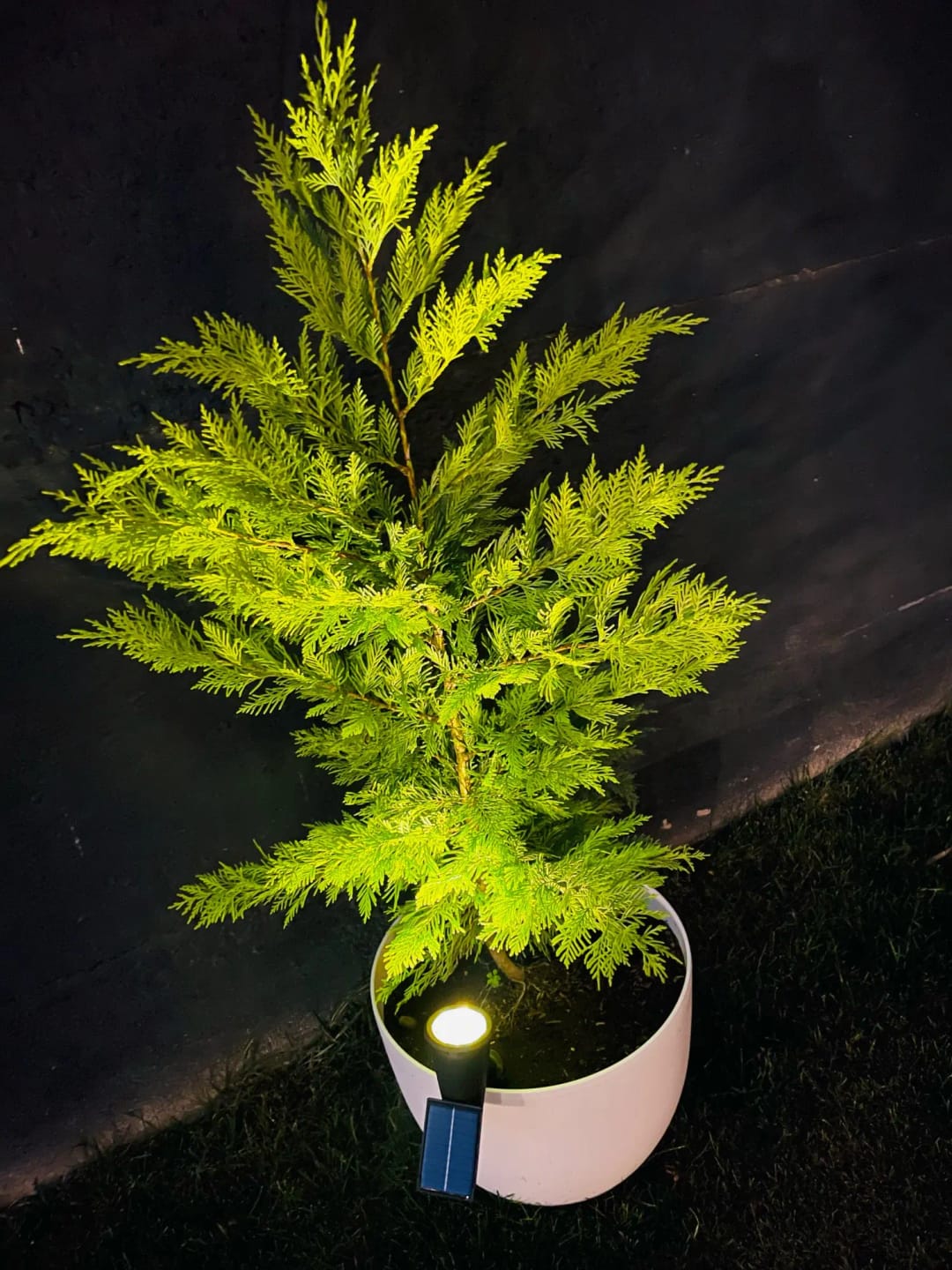 Customer photo review of 9 LED Solar Spot Lights