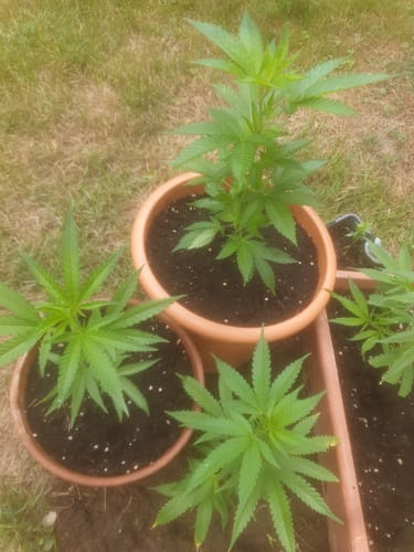 Customer photo review of Einsteiger Set Stecklinge