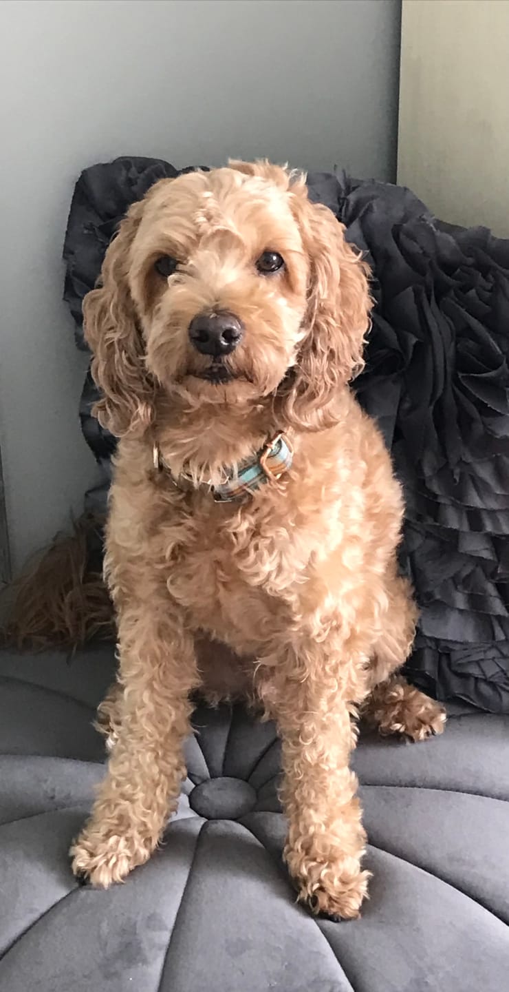 Customer photo review of Duck Calming Aid