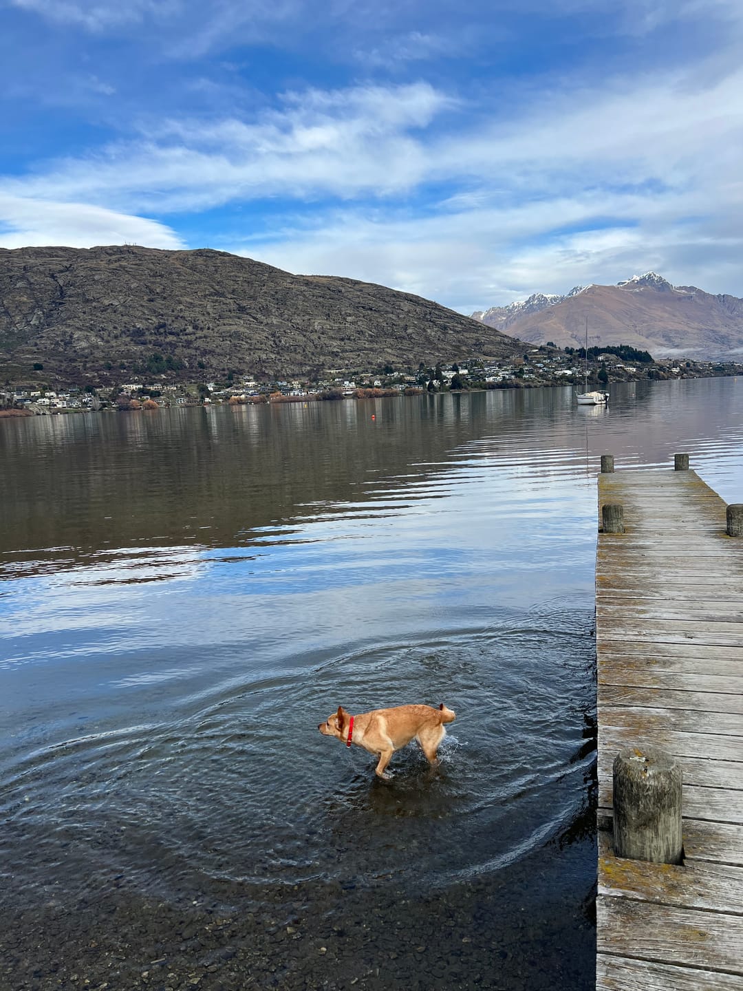Customer photo review of D-End Dog Collar – Waterproof BioThane® – Designed for Pulling Dogs