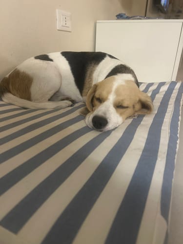 Customer photo review of Materassino Sfoderabile Cotone Premium Riga Larga Azzurro