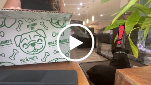 Customer video review of Erik's Mystery Treat or Chew