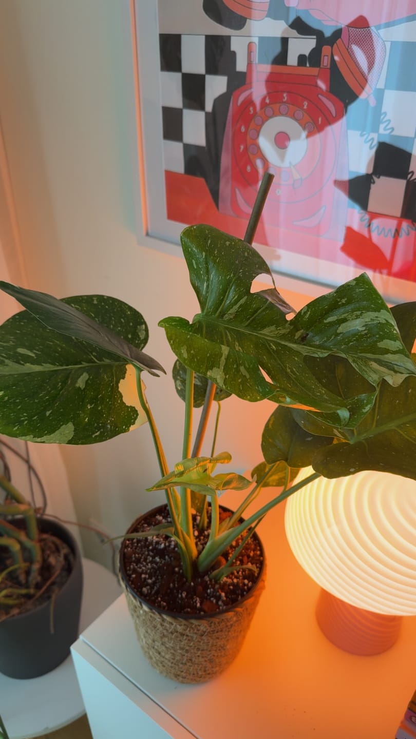 Customer photo review of MONSTERA THAI CONSTELLATION