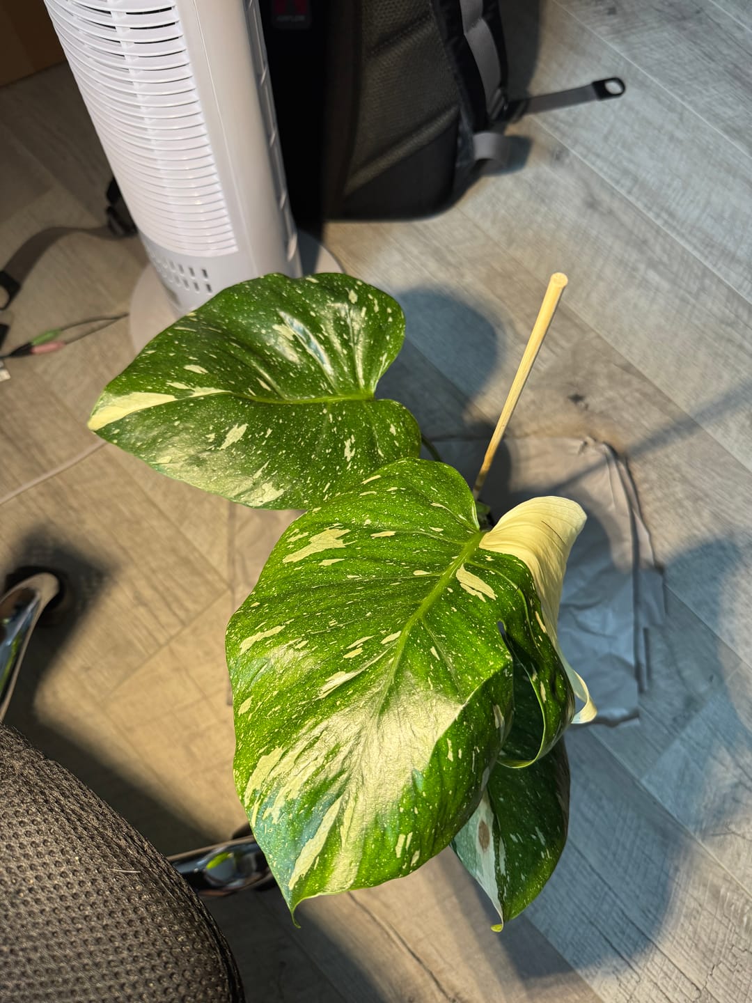 Customer photo review of MONSTERA THAI CONSTELLATION