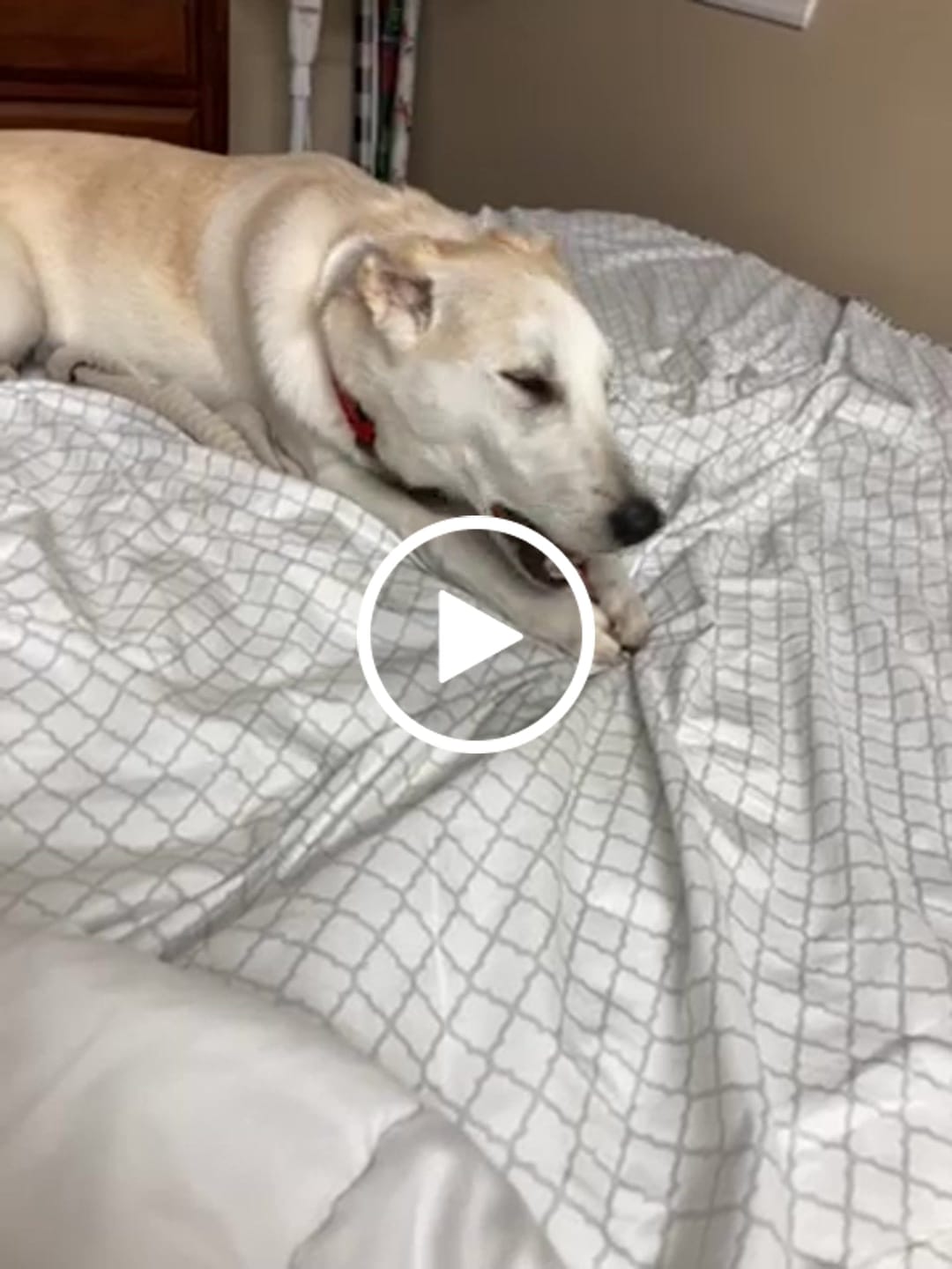 Customer video review of 12 Inch Standard Braided Bully Stick