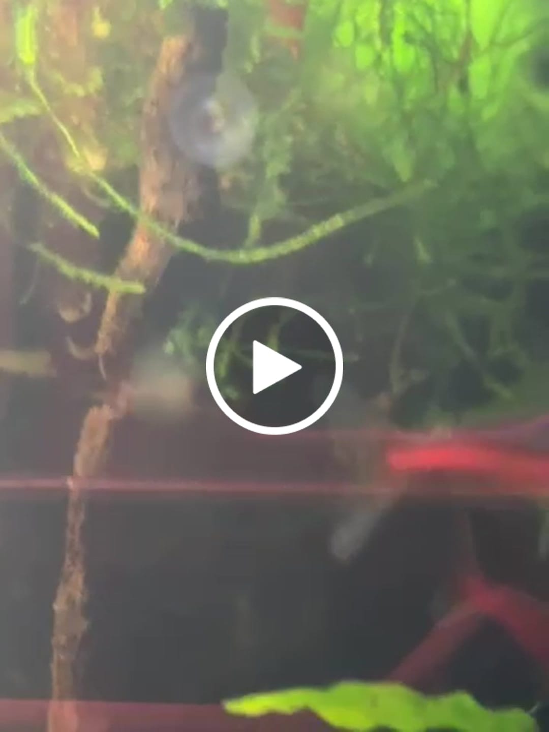Customer video review of Crystal Black Shrimp