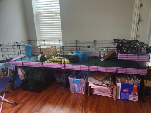 Customer photo review of 6x2 C&C Cage with Loft & Stand