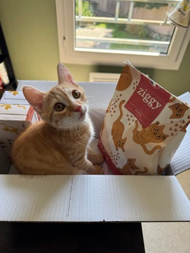Avis photo d'un client sur Coffret Découverte Chaton - 1kg Croquettes + 8 Pâtées + 3 probiotiques