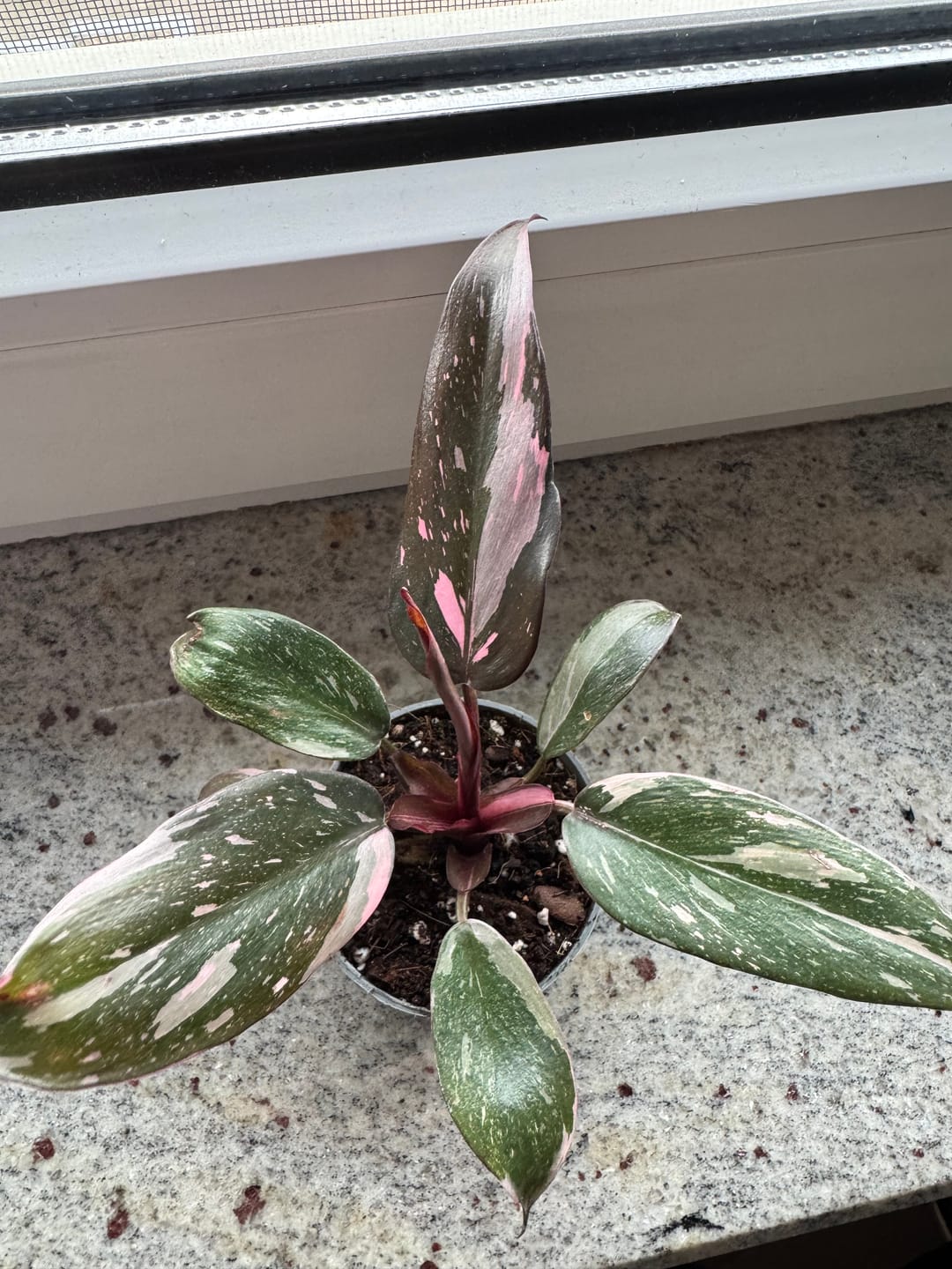 Customer photo review of PHILODENDRON PINK PRINCESS