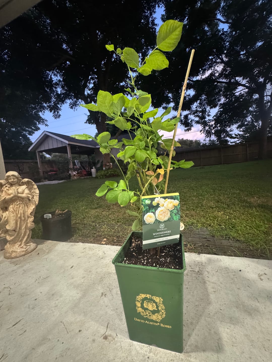 Customer photo review of Windermere Rose Bush By David Austin® - 3 Gallon