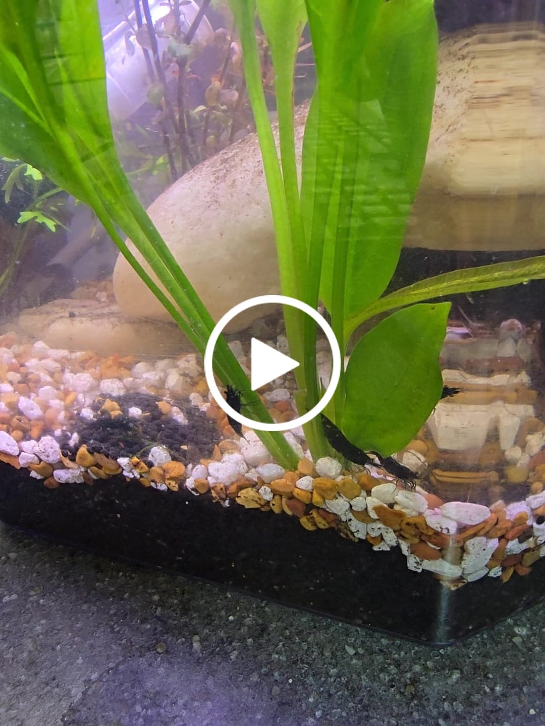 Customer video review of Green Jade Shrimp