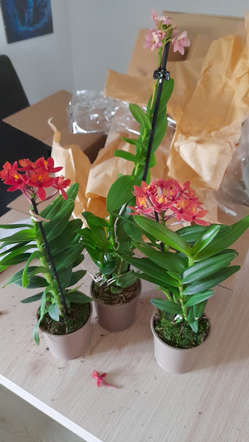 Customer photo review of Epidendrum Nordic Fire Dauerblüher im 3er Set mit 1+ Rispen