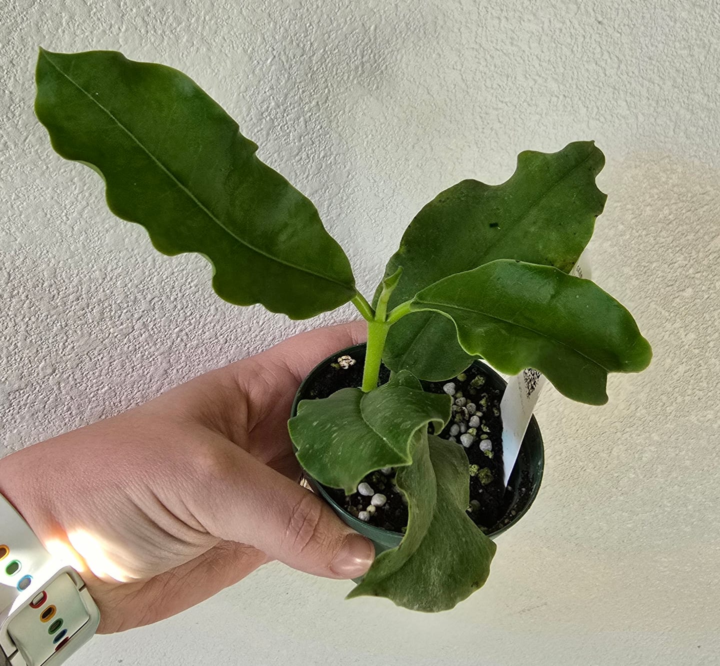 Customer photo review of Hoya imperialis