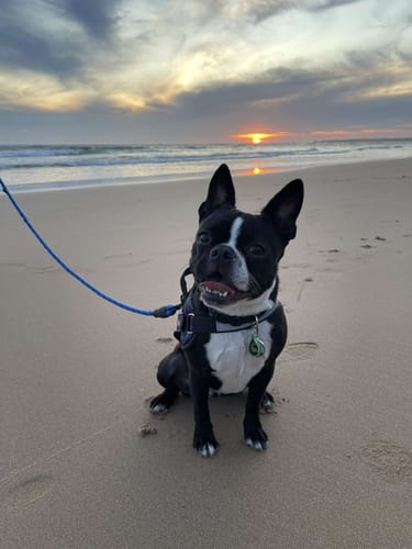 Customer photo review of Bugsy's Air-Dried Beef