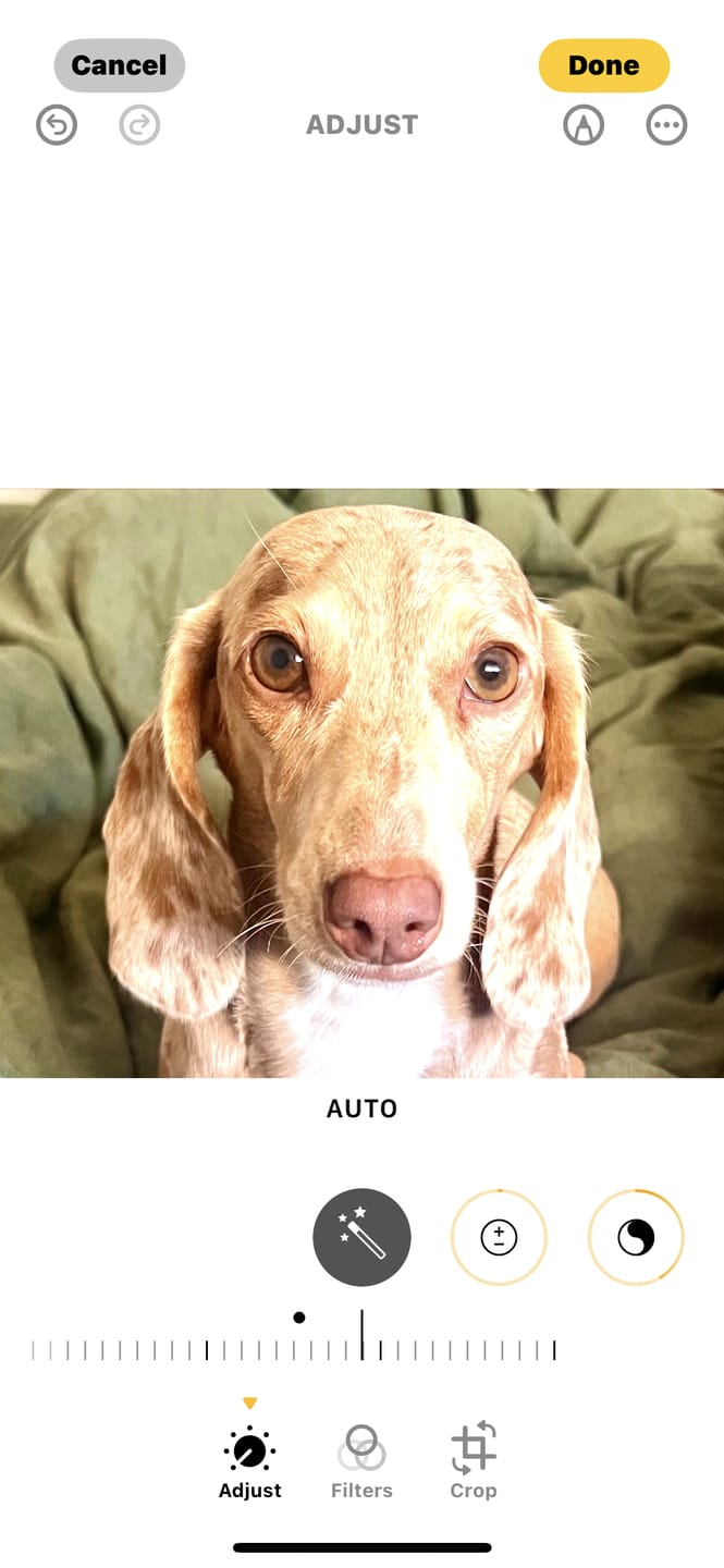 Customer photo review of Primal Raw Green Tripe | Immune & Digestive Health Dogs & Cats