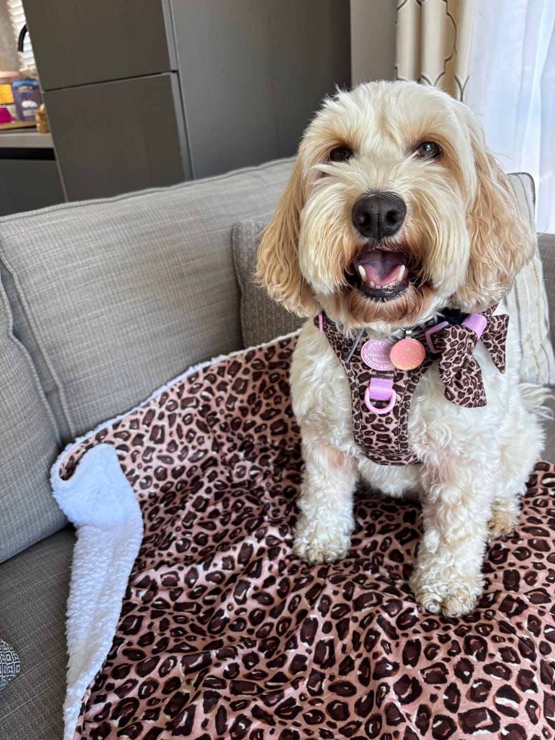 Customer photo review of Tough Trails™ Harness -  Leopard Print