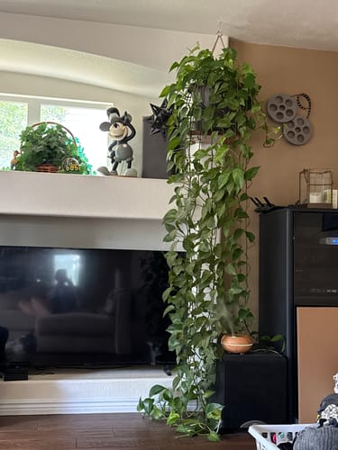 Customer photo review of Plant Food