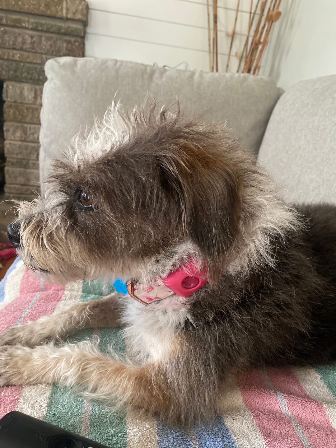 Customer photo review of FurLife Shipping Protection