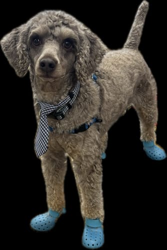 Customer photo review of WagWellies® Mojave