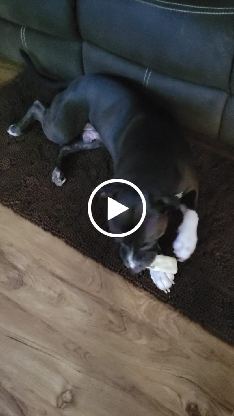 Customer video review of BUY 3 BAGS & SAVE iHeartDogs Allergy & Itch Relief Chews for Dogs