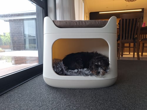 Customer photo review of Pet Bunk Bed - Sandy Beige