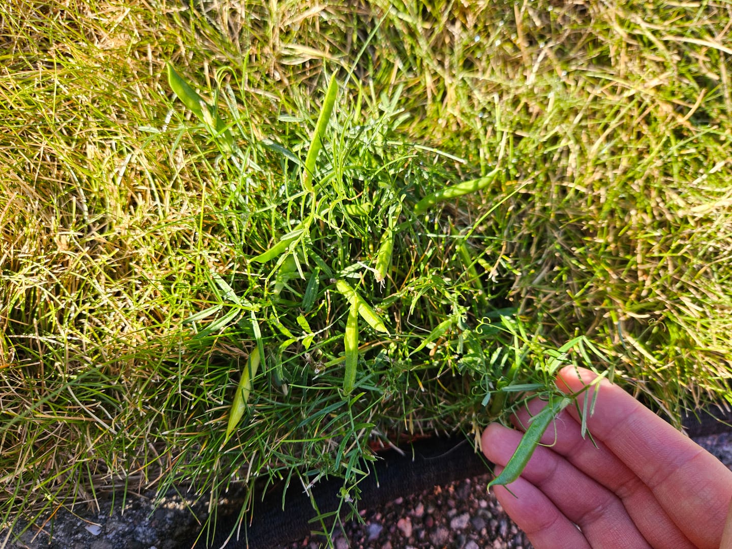 Customer photo review of Worm Castings