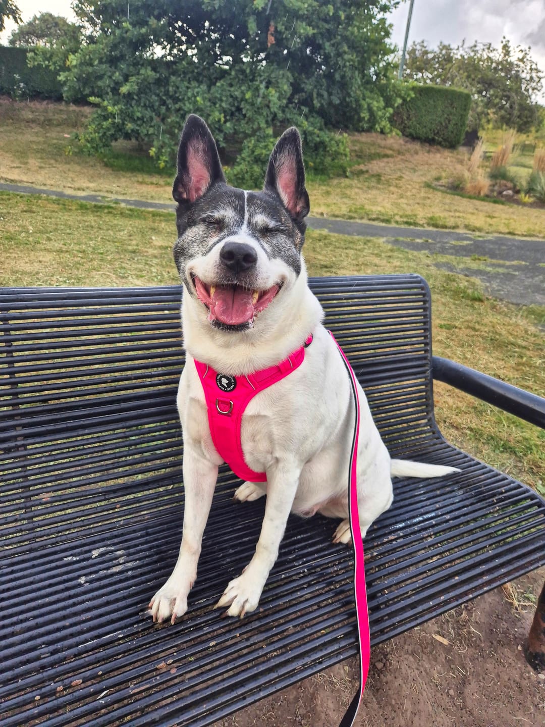 Customer photo review of Lunar Harness - Rose pink